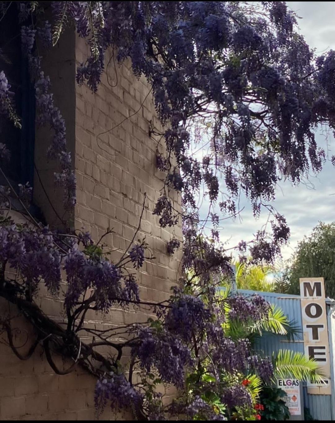 La Cochon Rose Motel Saint Arnaud Exterior photo